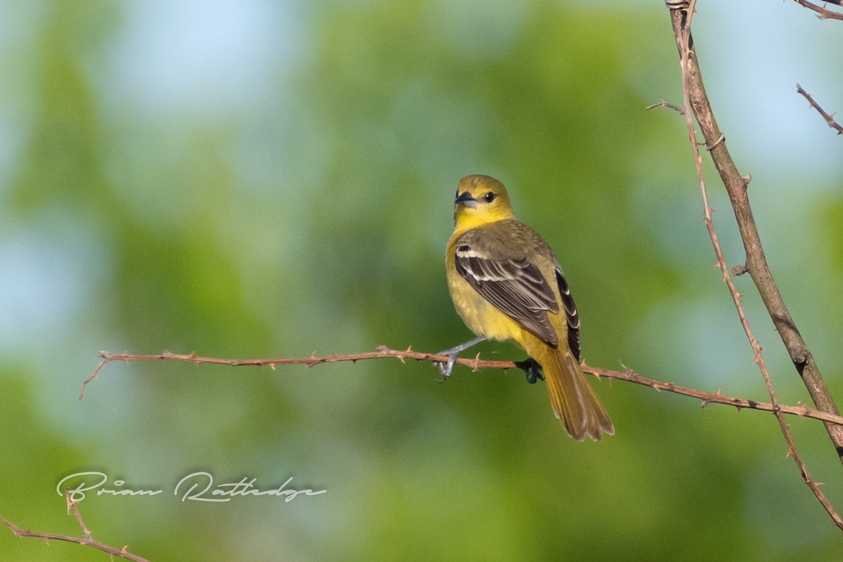 Orchard Oriole - ML230134941