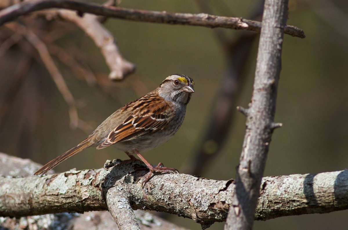 White-throated Sparrow - Miles Brengle