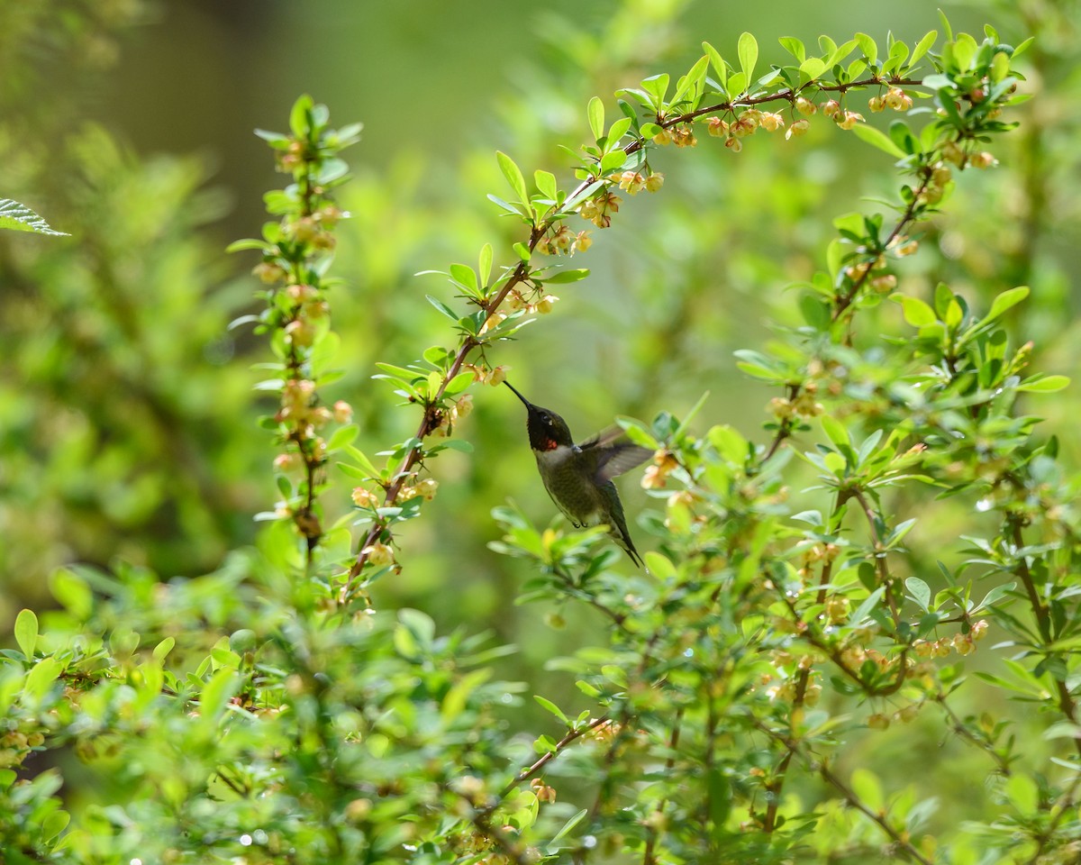 Ruby-throated Hummingbird - Steve Rappaport