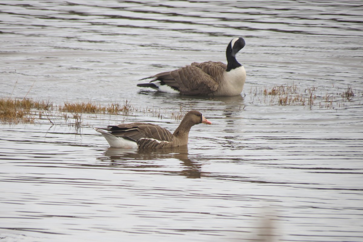 Greater White-fronted Goose - Chris Hayward