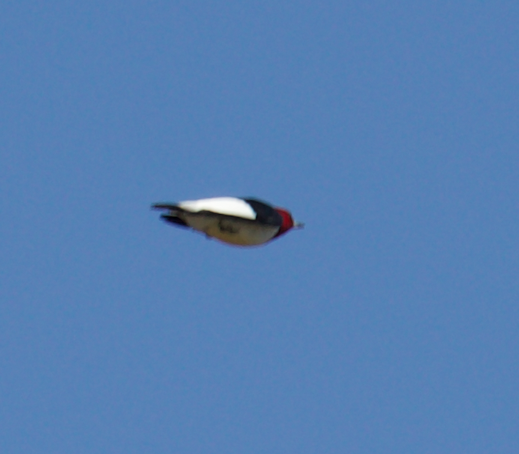 Red-headed Woodpecker - Robert Irwin