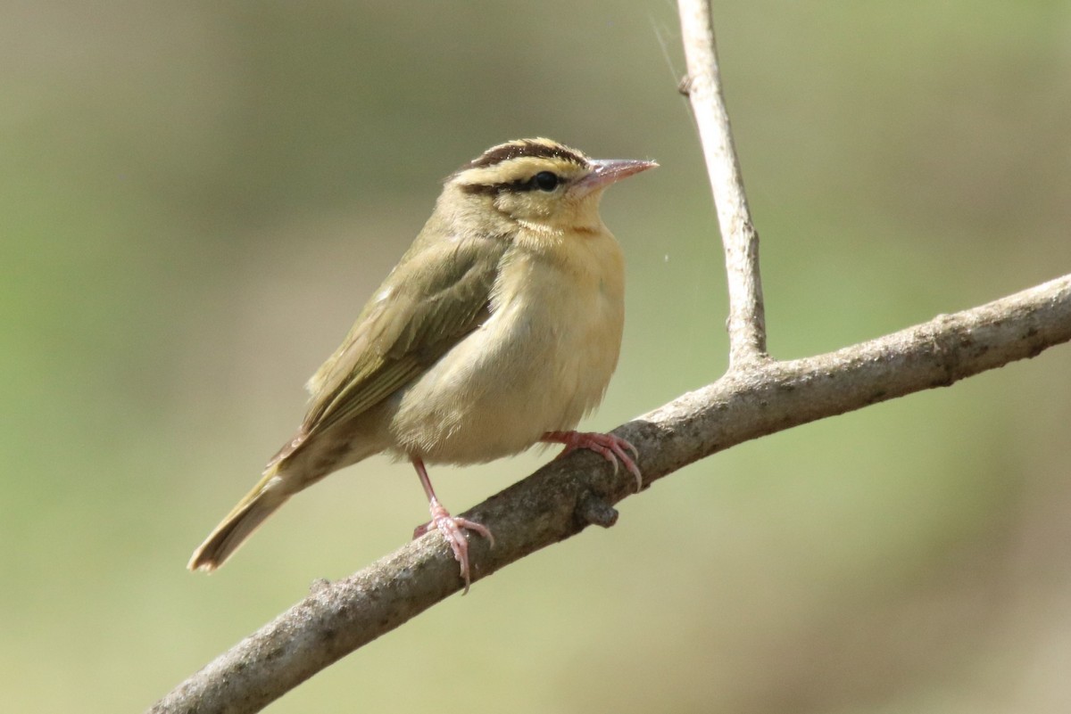Worm-eating Warbler - Andrew and Rebecca E Steinmann