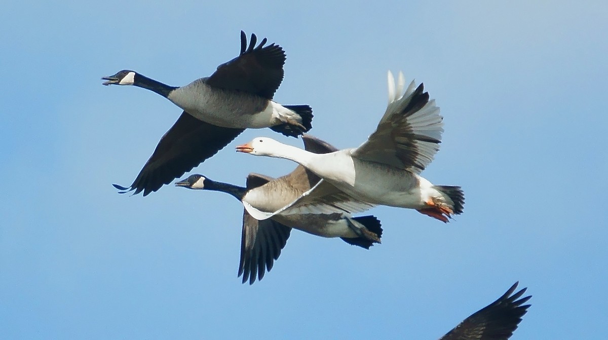 Domestic goose sp. x Canada Goose (hybrid) - ML23014041