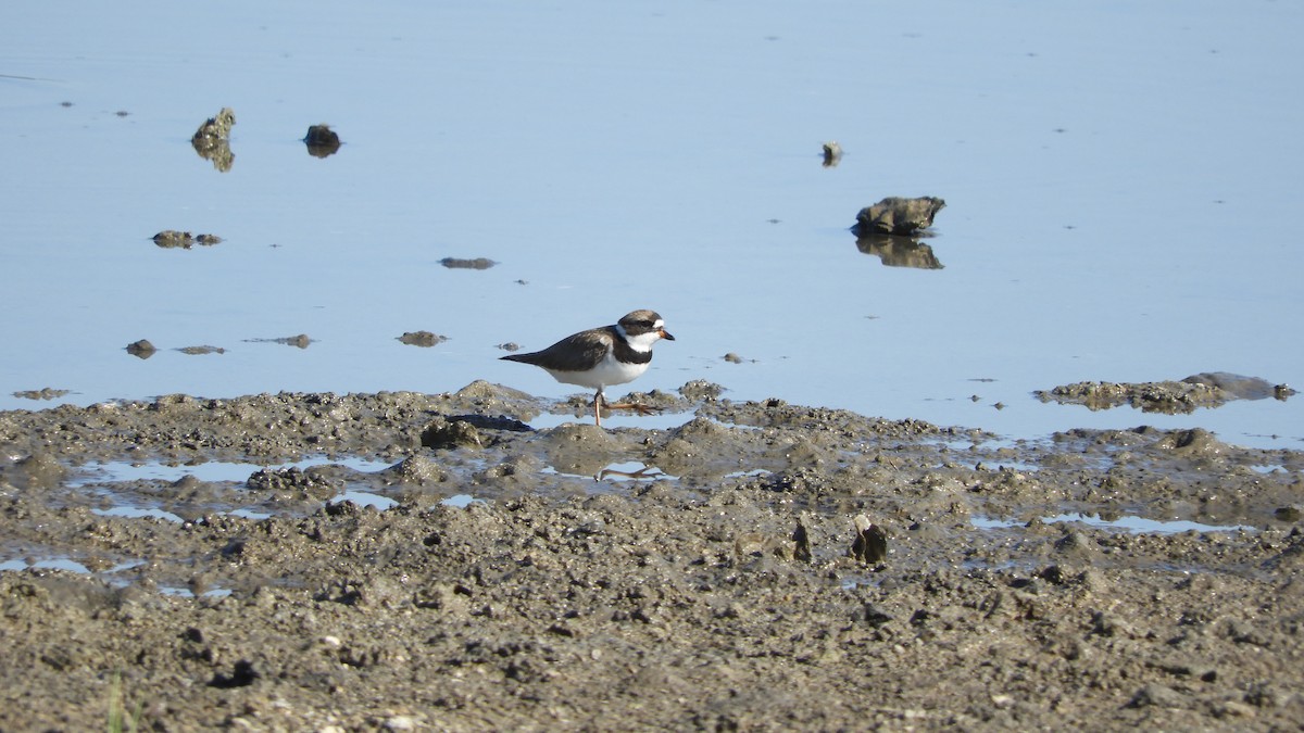 Semipalmated Plover - ML230145361
