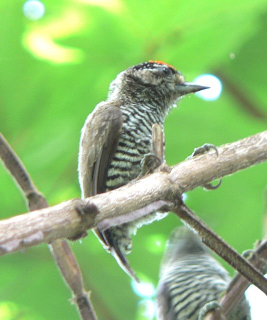 White-barred Piculet - ML230147611