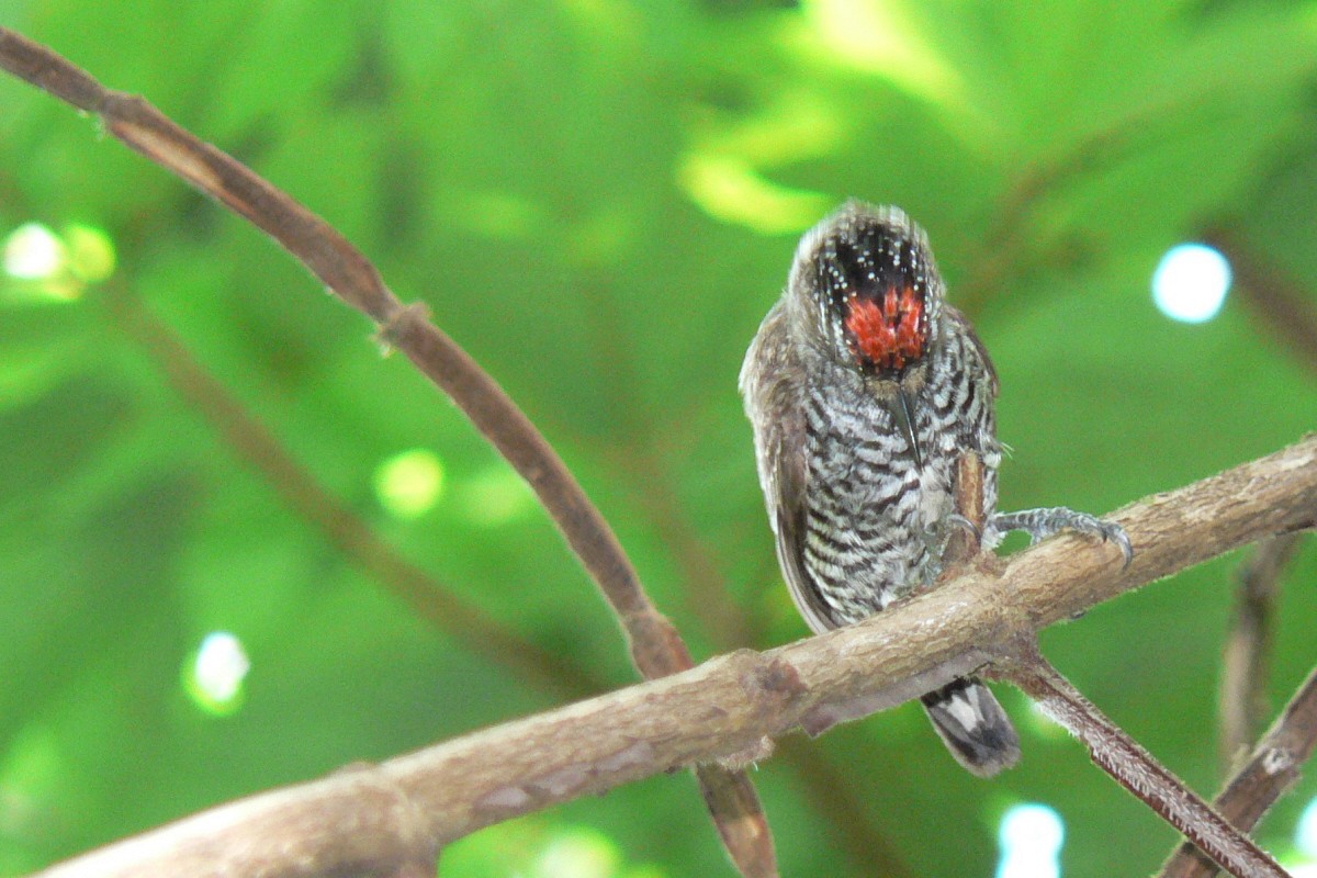 White-barred Piculet - ML230147761