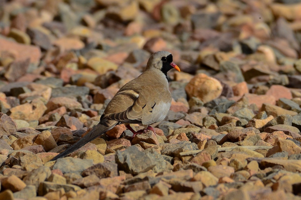 Namaqua Dove - Watter AlBahry