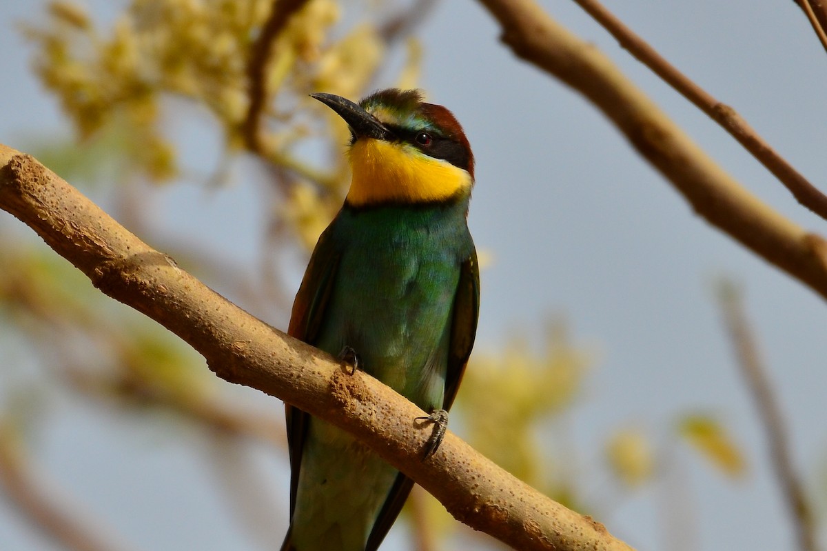 European Bee-eater - ML230157971