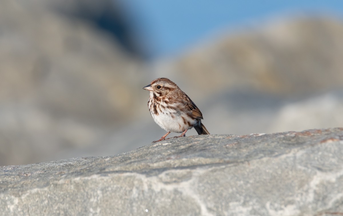 Song Sparrow - Andra Florea