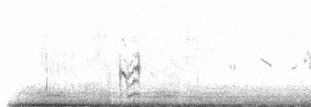 Перепончатопалый галстучник - ML230161