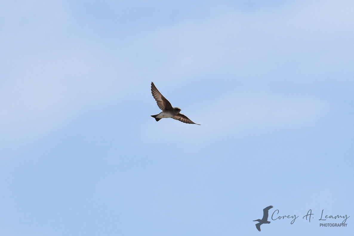 Northern Rough-winged Swallow - Corey Leamy