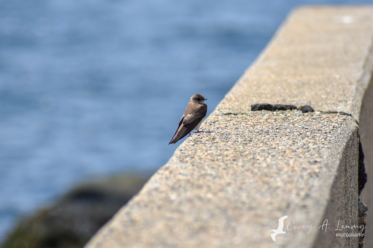 Northern Rough-winged Swallow - ML230164311