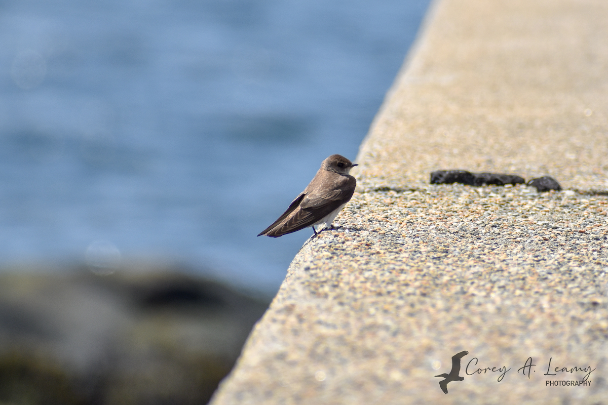 Northern Rough-winged Swallow - ML230164321