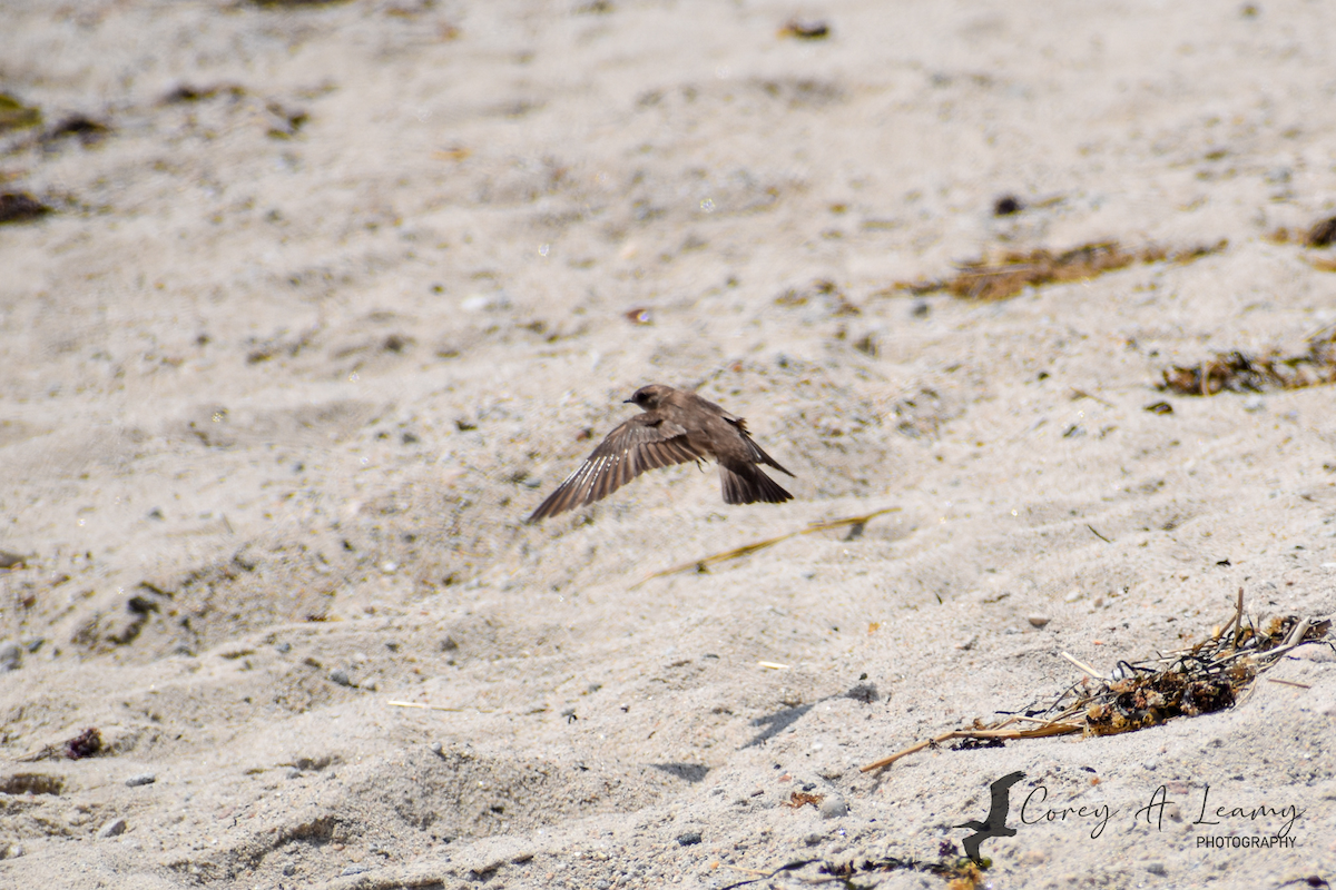 Northern Rough-winged Swallow - ML230164331