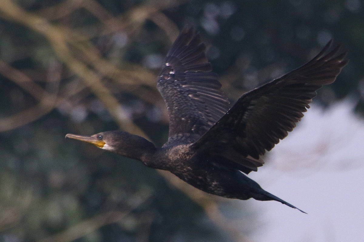 Indian Cormorant - Ikbal  Babu