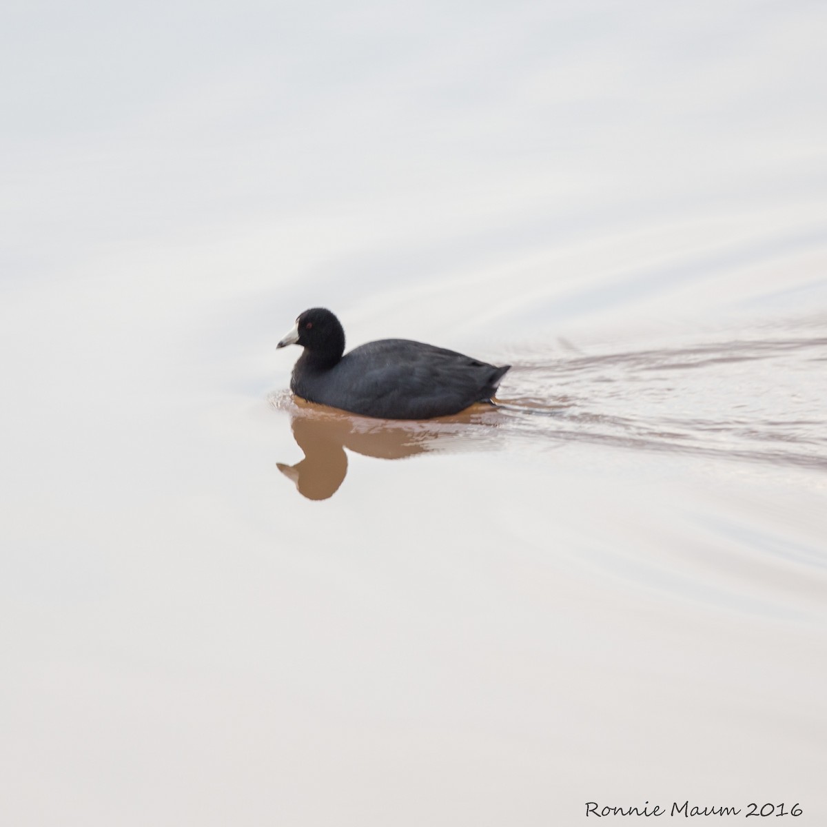 American Coot (Red-shielded) - Ronnie Maum