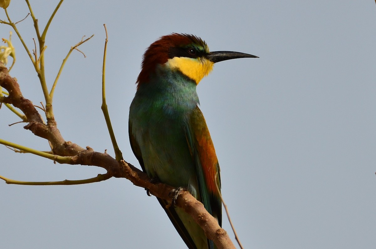 European Bee-eater - ML230165751