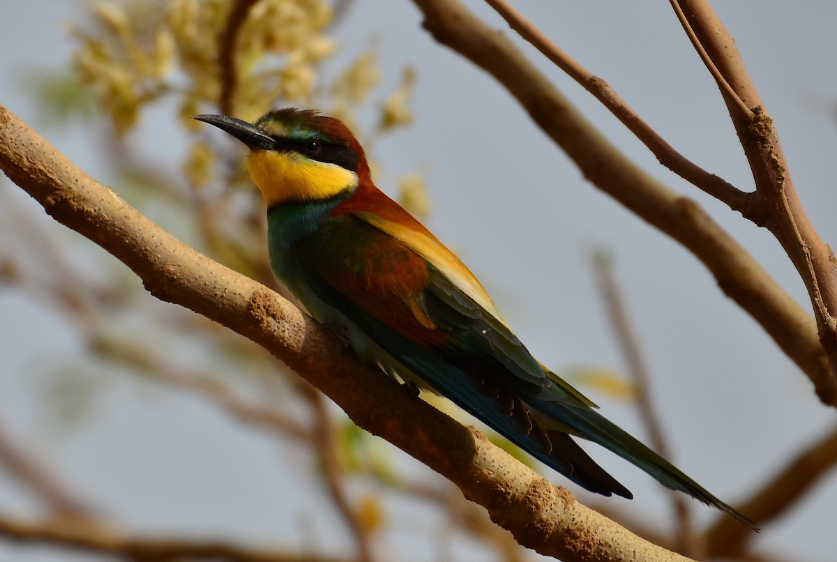 European Bee-eater - Watter AlBahry
