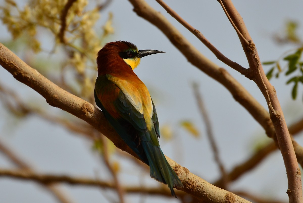 European Bee-eater - ML230165901