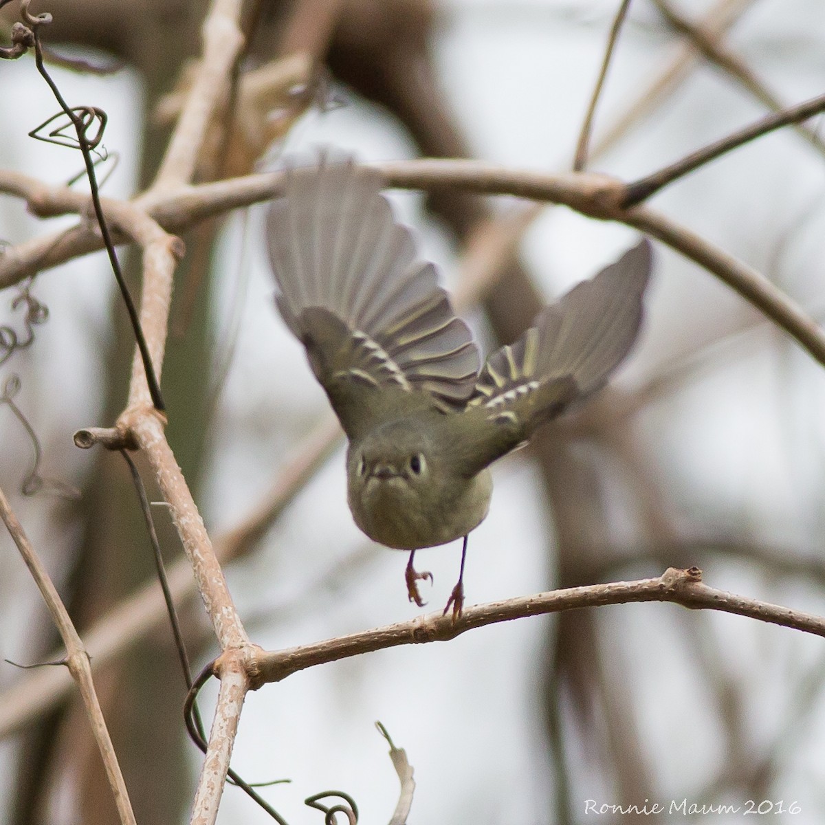 Ruby-crowned Kinglet - Ronnie Maum