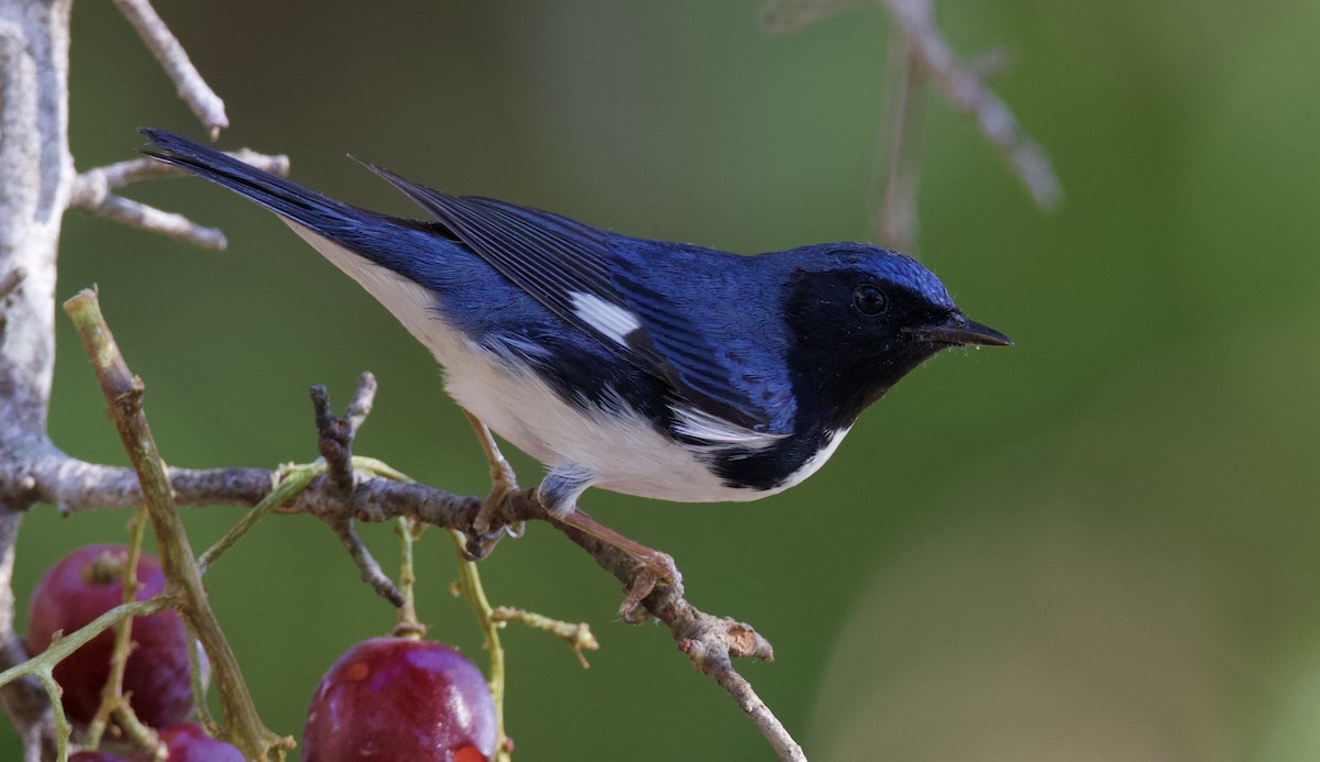 Black-throated Blue Warbler - Dave Allen