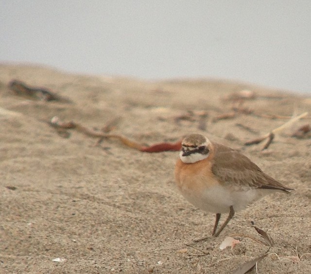 Siberian Sand-Plover - Anonymous
