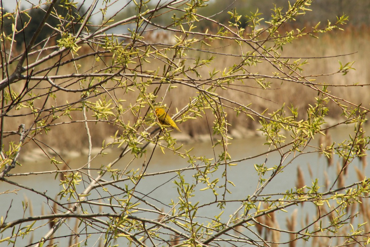 Yellow Warbler (Northern) - Michael Drouillard