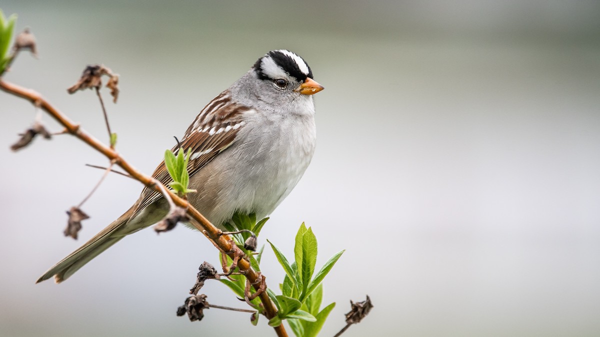 White-crowned Sparrow - ML230168621