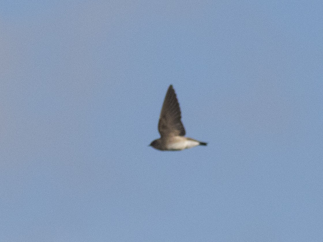 Northern Rough-winged Swallow - Bob Martinka
