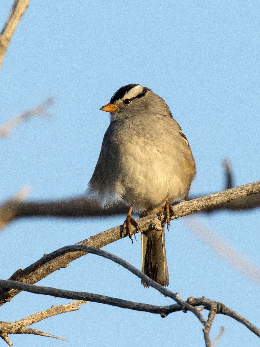 White-crowned Sparrow - ML230178131