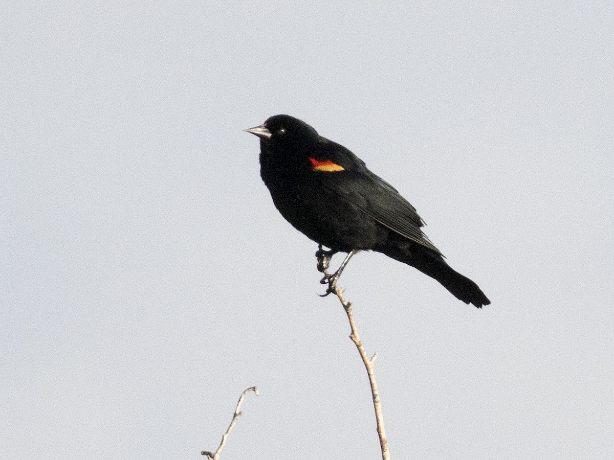 Red-winged Blackbird - ML230178381