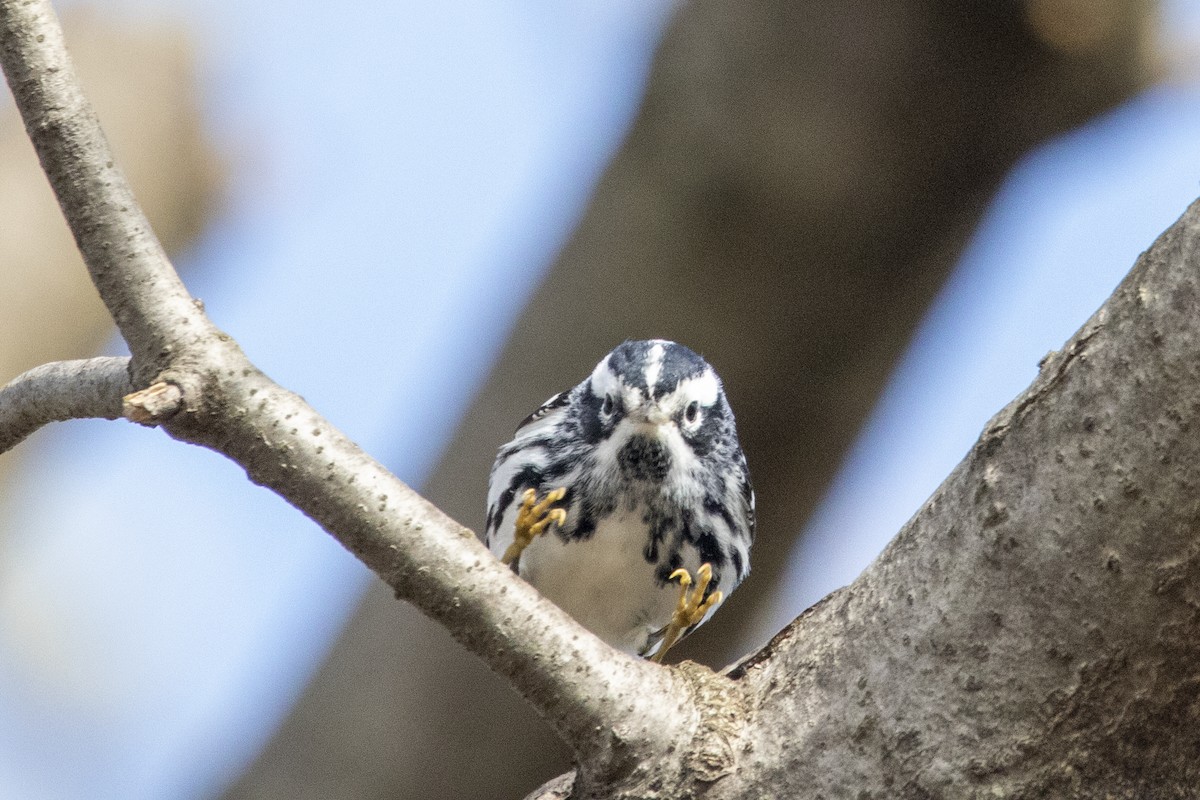 Black-and-white Warbler - ML230183151
