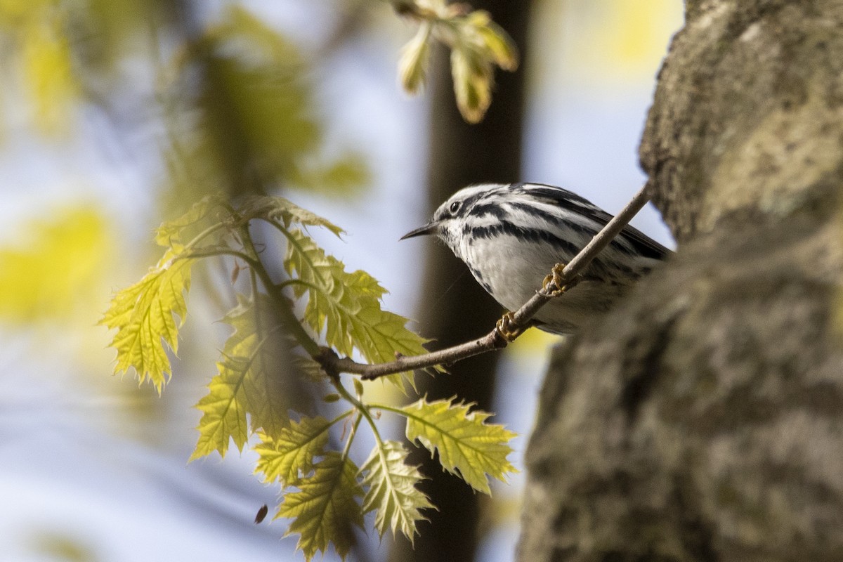 Black-and-white Warbler - ML230183721