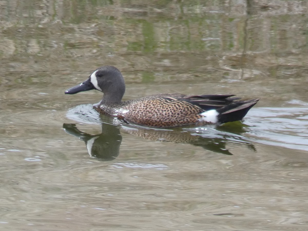 Blue-winged Teal - ML230187661