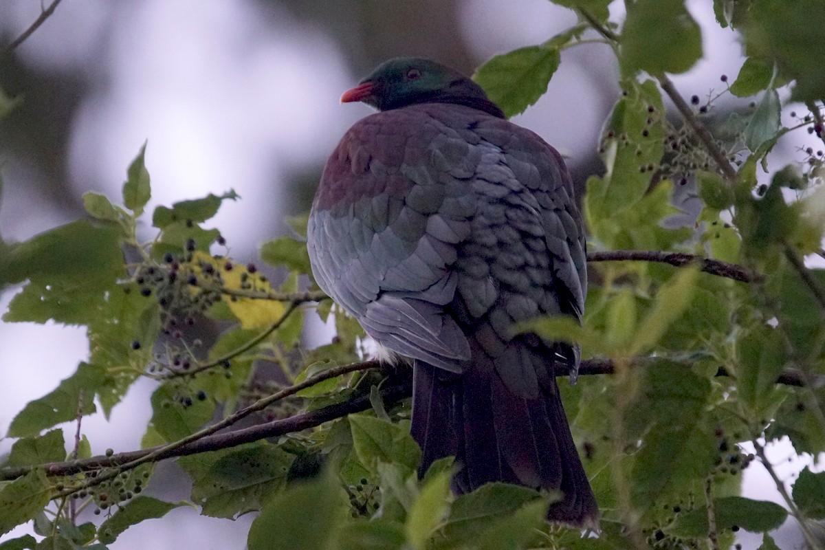 New Zealand Pigeon - ML230188971
