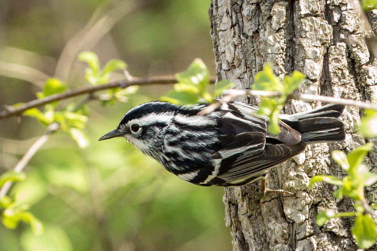 Black-and-white Warbler - ML230195731