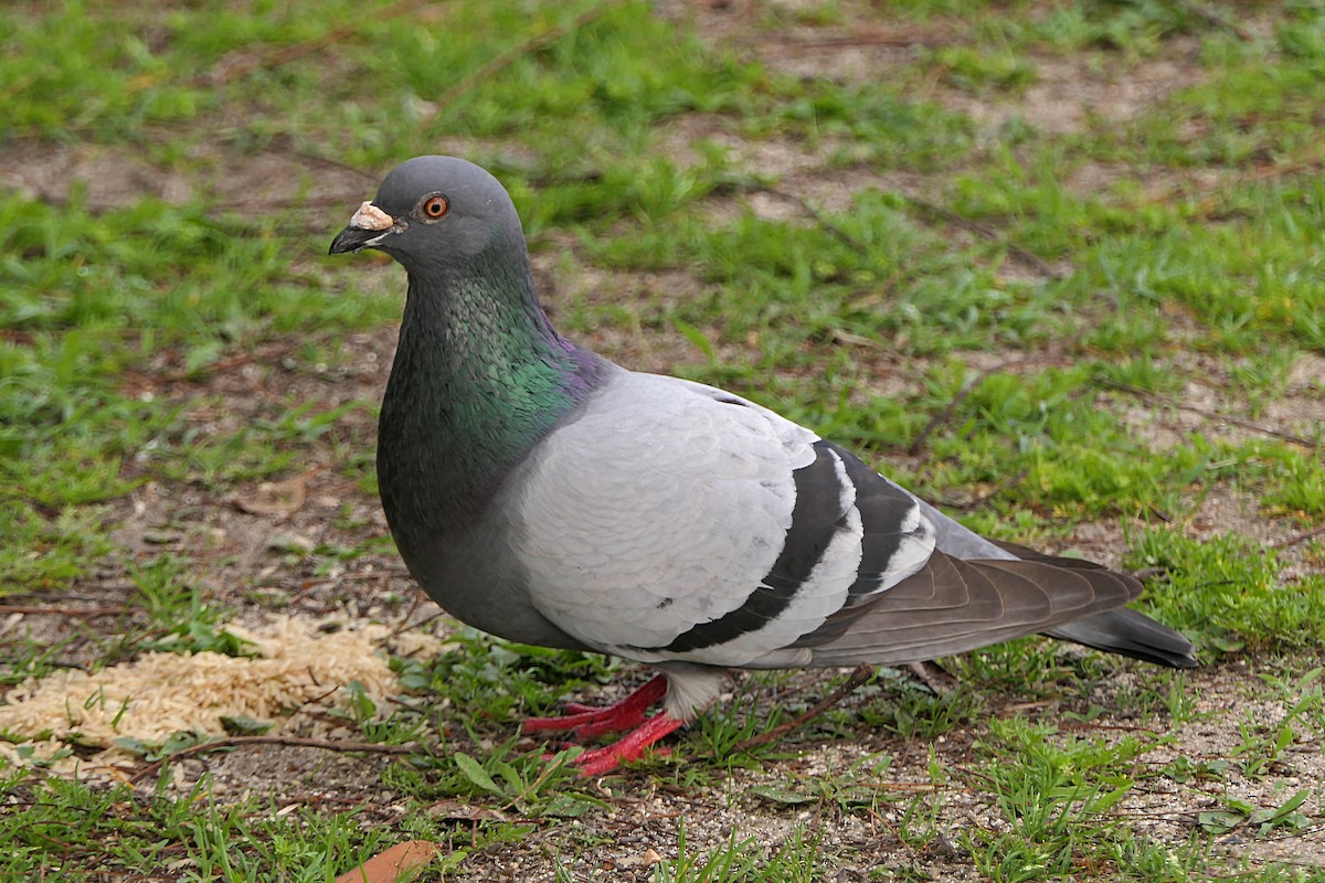 Rock Pigeon (Feral Pigeon) - ML230196131