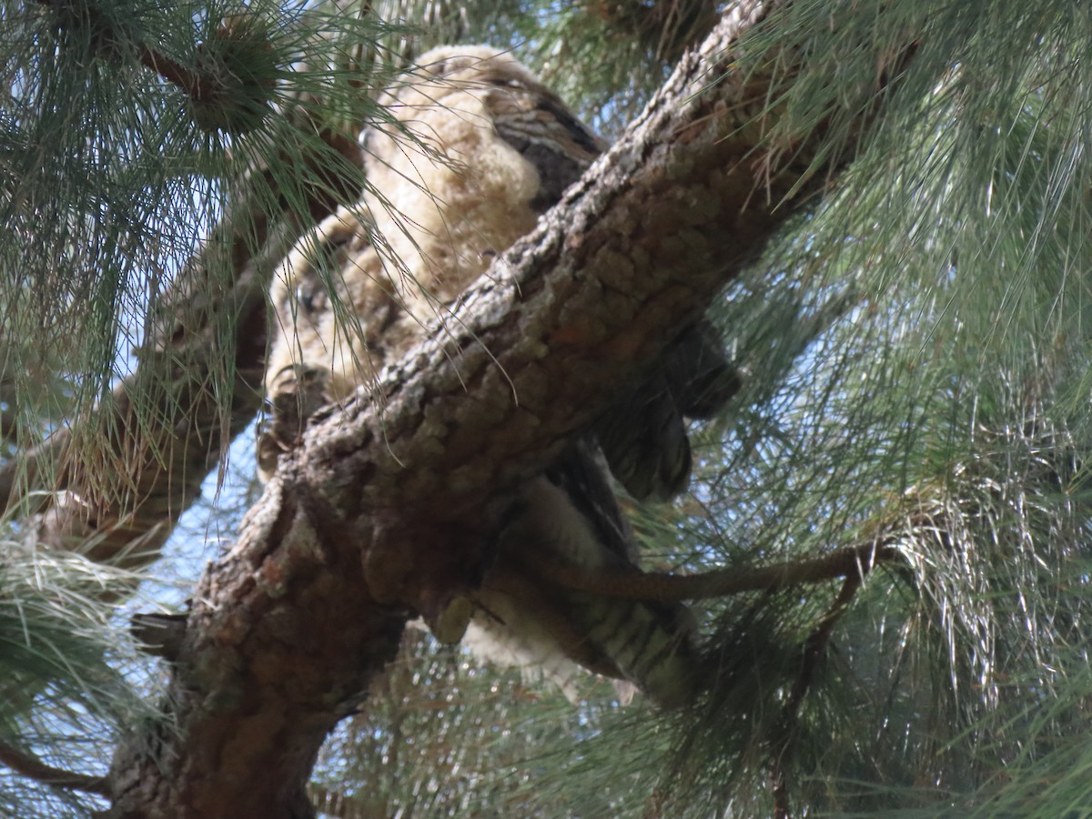 Great Horned Owl - ML230200201