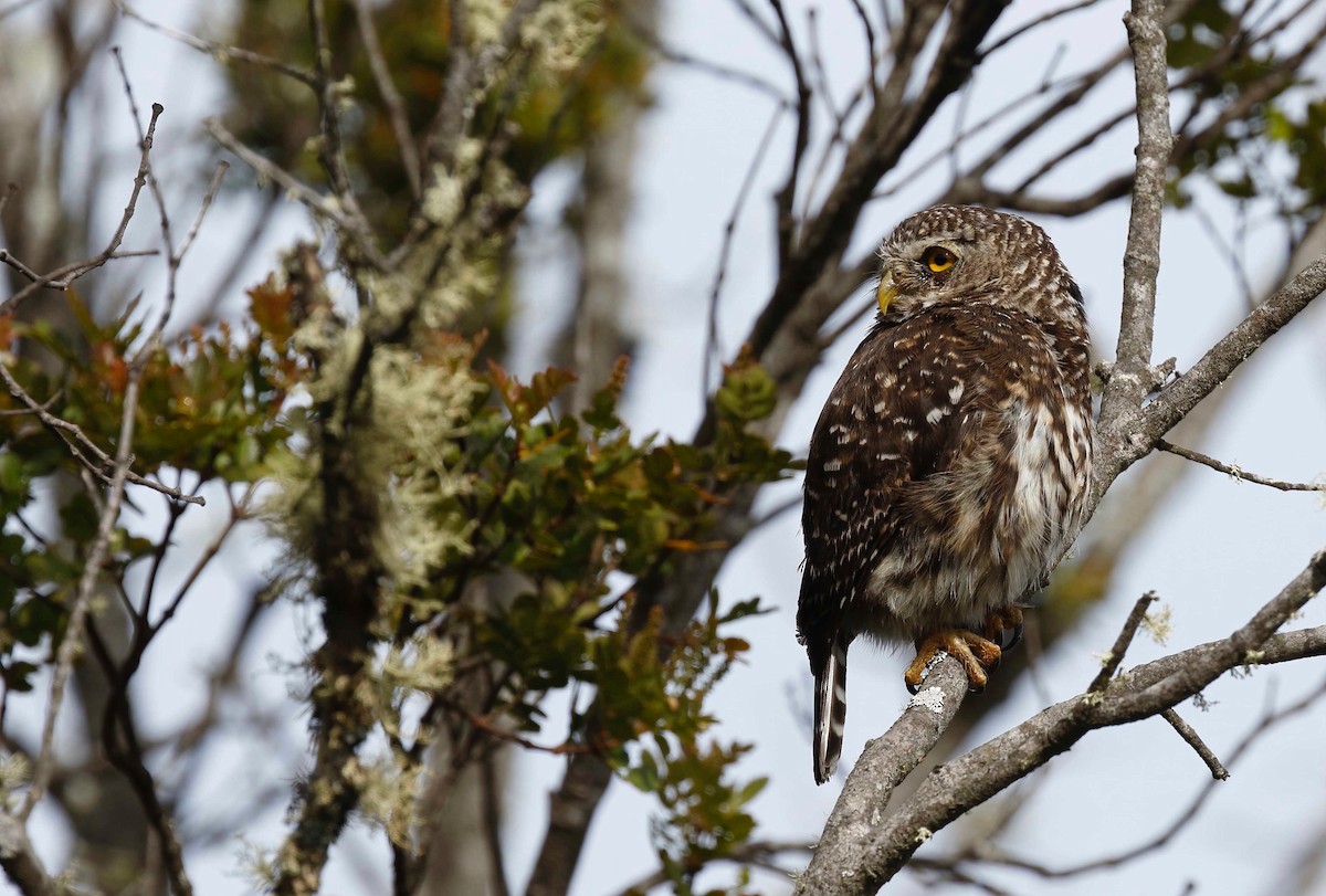 Andean Pygmy-Owl - ML230200761