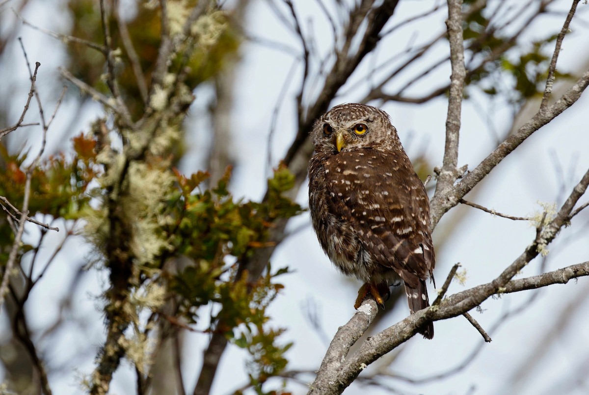 Andean Pygmy-Owl - ML230200771