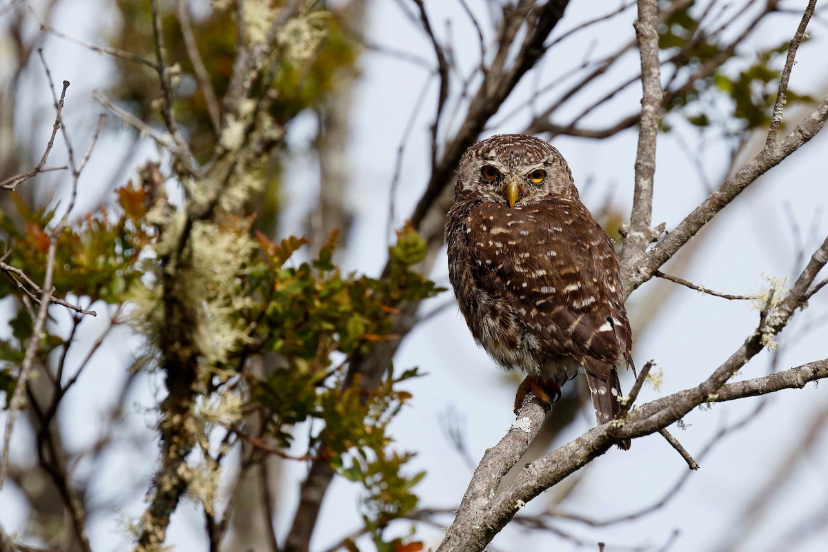 Andean Pygmy-Owl - ML230200781