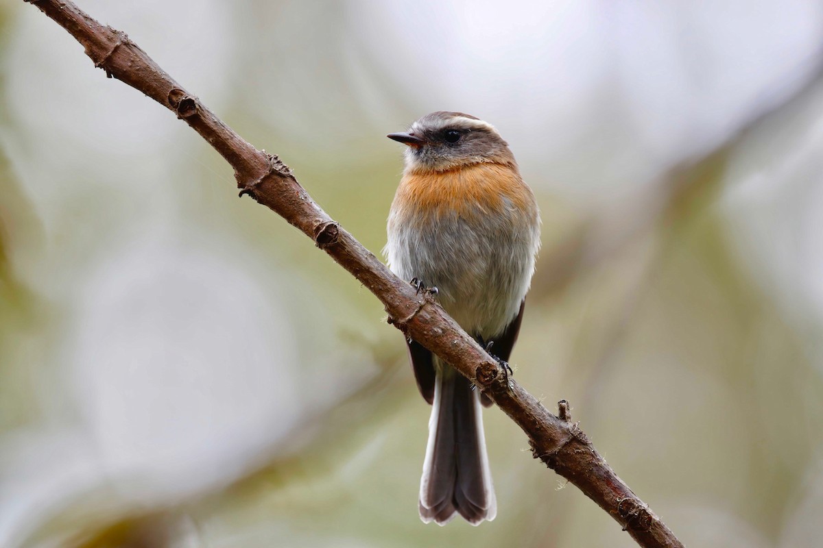 Rufous-breasted Chat-Tyrant - Timo Mitzen