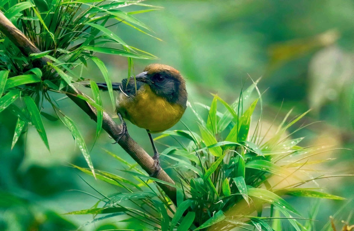 Yellow-breasted Brushfinch (nigrifrons) - Timo Mitzen