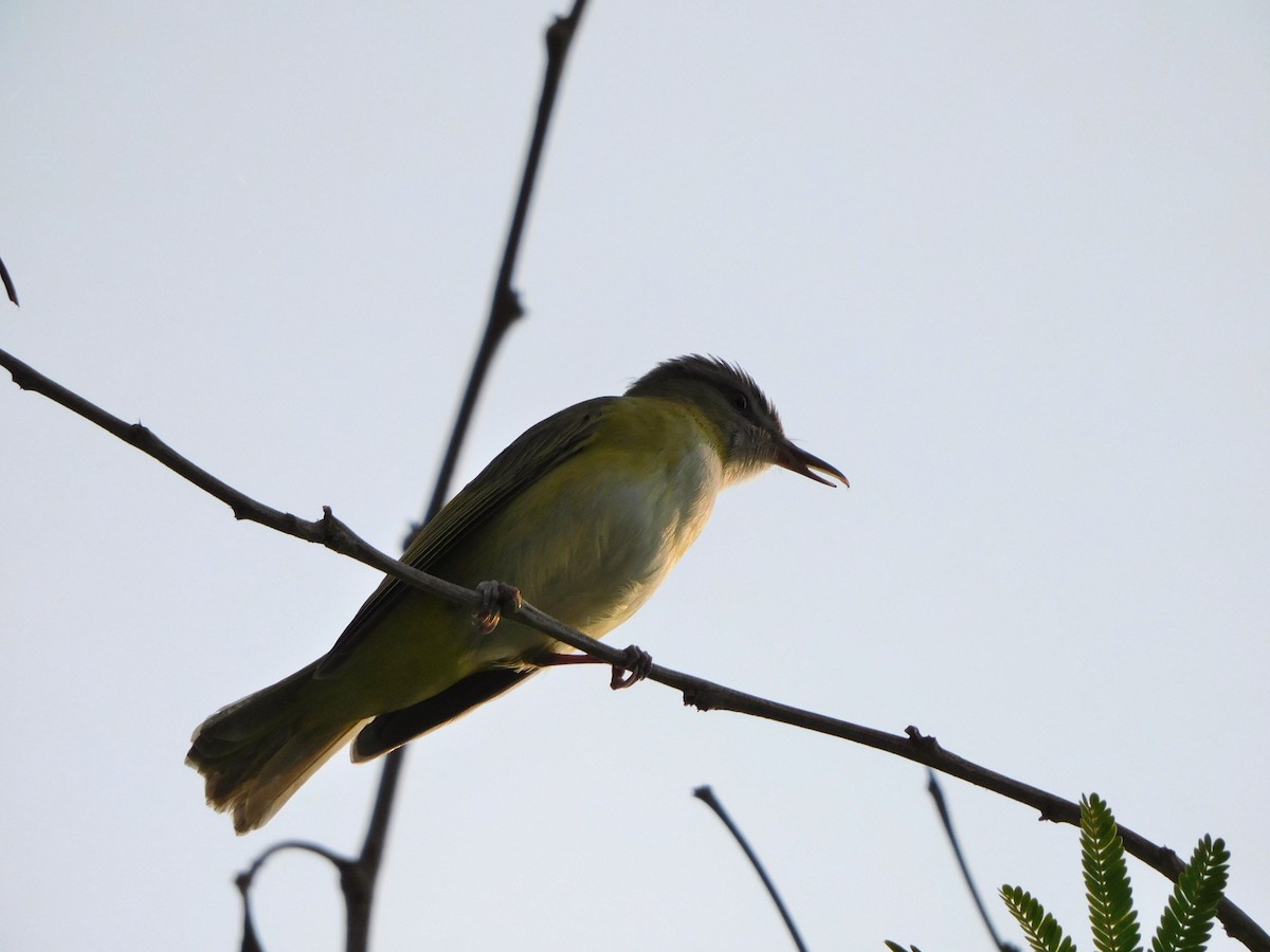 Yellow-green Vireo - Carlos Mancera (Tuxtla Birding Club)