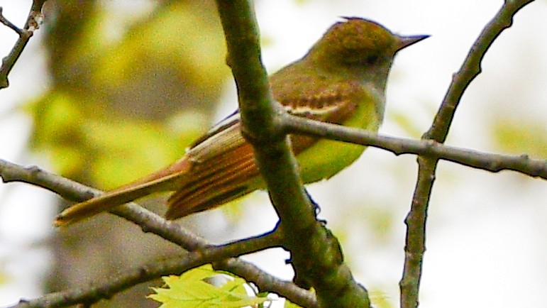 Great Crested Flycatcher - ML230204841