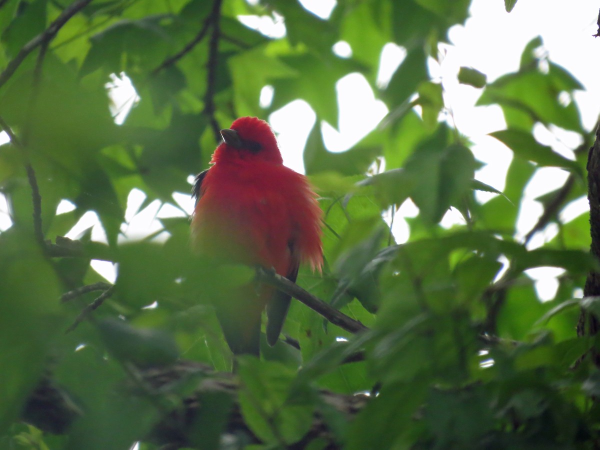 Scarlet Tanager - ML230205391
