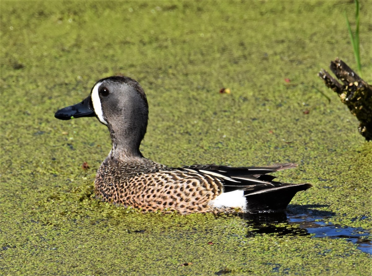 Blue-winged Teal - ML230211071