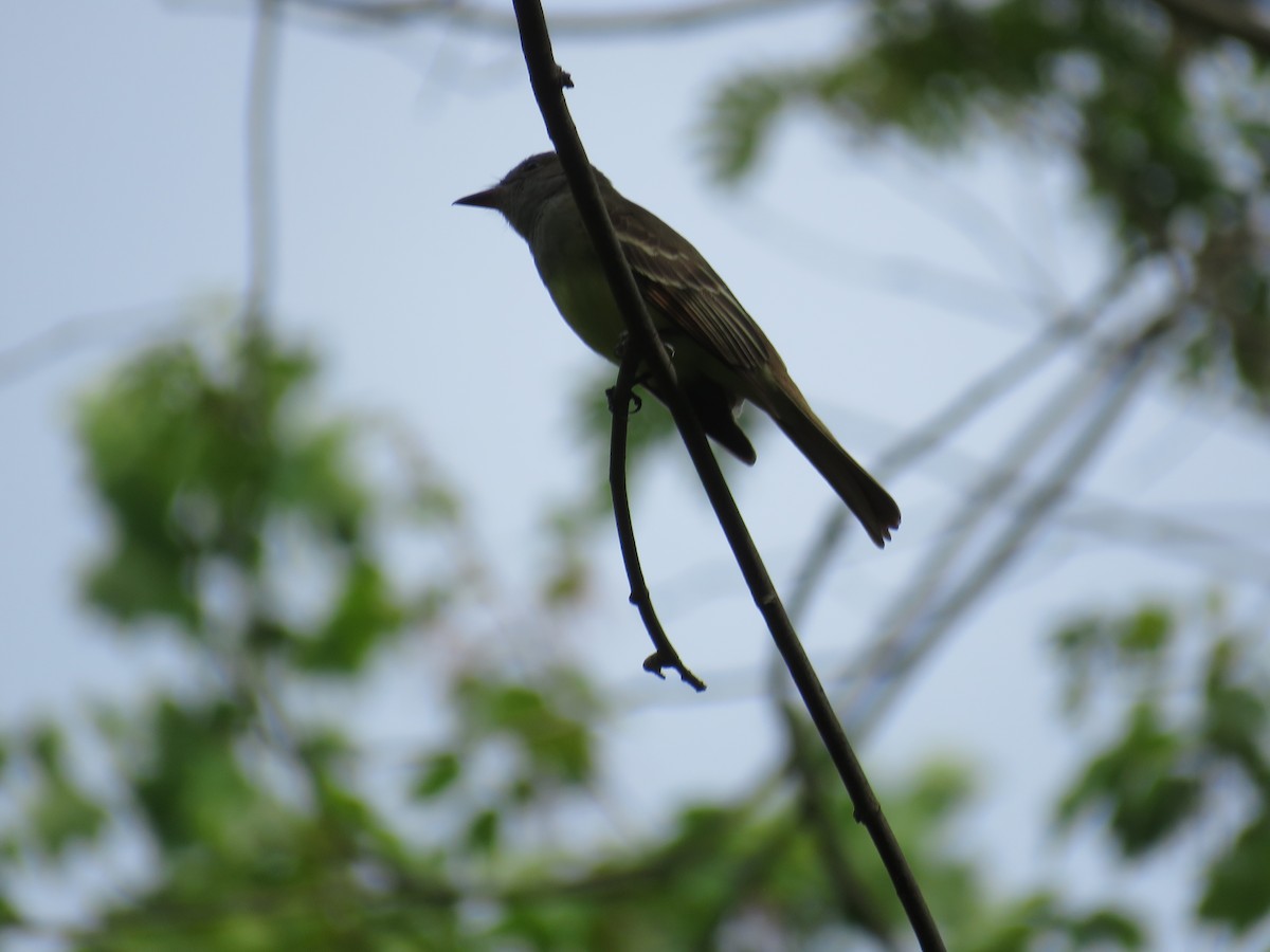 Great Crested Flycatcher - ML230212321