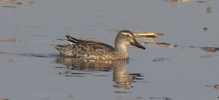 Garganey, ML23021311