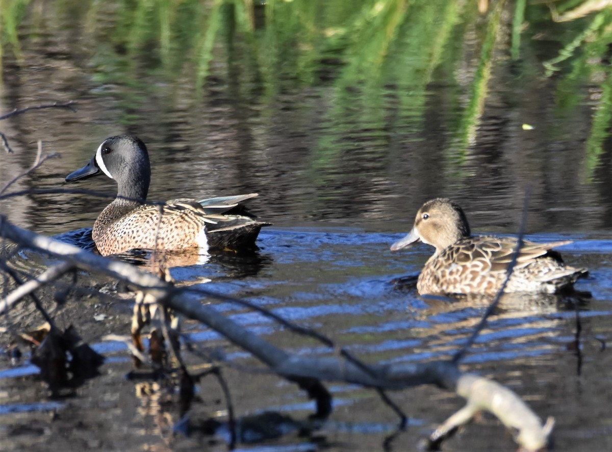 Blue-winged Teal - ML230213571